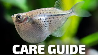 Care Guide for Hatchetfish  Aquarium CoOp [upl. by Leatrice]