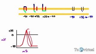 Potencial de acción  reposo despolarización y repolarización de una fibra nerviosa [upl. by Dnalro]