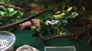 Pictus gecko care and breeding how to [upl. by Volin]