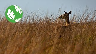 Conserving Texas Coastal Grasslands [upl. by Schonthal]