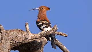 Hoopoe Calling [upl. by Marcy692]