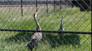 Sandhill Cranes calling [upl. by Errol]