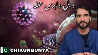 Chikungunya Virus  Symptoms and Treatment [upl. by Draned]