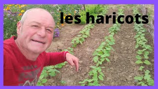 les haricots verts  comment sauvegarder vos lignes [upl. by Jahdol]