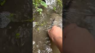 Black Fish on Tail 🐟 shorts shortvideo fish fishing black viral [upl. by Newberry850]