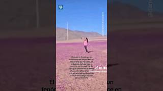 Critican a mujer en redes por pisae flores en Desierto Florido [upl. by Lamphere]