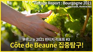 Engsub Vintage report  Bourgogne 2021 Meursault Puligny Montrachet Chassagne Montrachet 3 [upl. by Jakob]