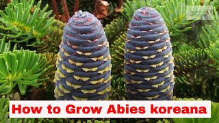 Abies koreana Growing Guide [upl. by Brandi]