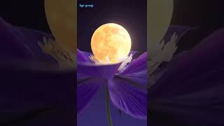 Flower blooming in the night nature relax beautiful [upl. by Odnumyar]