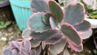 variegated kalanchoe so easy to care •gardening [upl. by Stutzman]