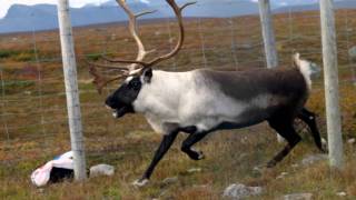 Samiska nationalsången  the Sámi Nationalanthem [upl. by Heffron]