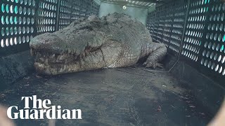 Hear it roar 39metre saltwater crocodile captured in north Queensland [upl. by Ayhtak]