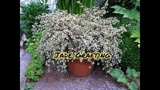 JadePortulacaria afra variegata Grafting with update [upl. by Nywra]