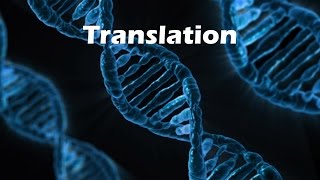 Polypeptide Synthesis Translation [upl. by Odraude]