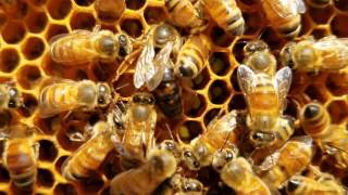 Queen honey bee laying eggs must see [upl. by Brackett]