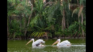 ALIMENTANDO OS Pelicanosbrancos 𝘗𝘦𝘭𝘦𝘤𝘢𝘯𝘶𝘴 𝘰𝘯𝘰𝘤𝘳𝘰𝘵𝘢𝘭𝘶𝘴 🤍 [upl. by Arliene]