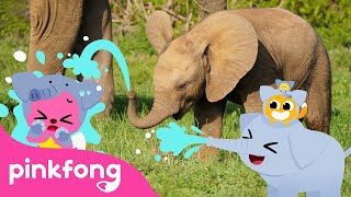 Baby Elephant thump thump thump  Baby Animals Songs  Pinkfong for Kids [upl. by Witkin523]