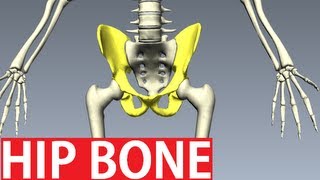 pubis of hip bone anatomy  attachments of hip bone anatomy 3d  bones of lower limb anatomy [upl. by Ariayek376]