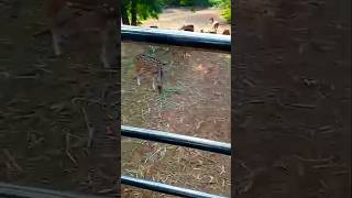 Jungle Safari of Nandan Kanan shortvideo travel love jungle explorethebeautyofnature [upl. by Jung714]