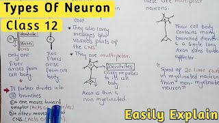 Types Of Neuron  Sensory Motor And Interneuron [upl. by Isleen243]