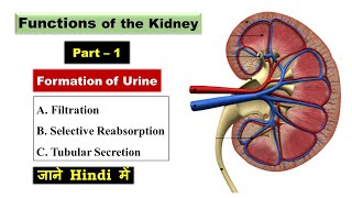 Functions of the Kidney  Formation of Urine  Filtration  Reabsorption  Secretion [upl. by Eiramllij195]