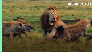 Lion Trapped by Clan of Hyenas  Dynasties  BBC Earth [upl. by Ardis946]