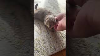 Poppy the Prairie Dog is live [upl. by Heigho]