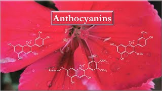 Anthocyanins Introduction and structure elucidation [upl. by Atteynod]