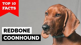 Redbone Coonhound  Top 10 Facts [upl. by Immij]