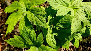 Planting Back Goldenseal [upl. by Bale]