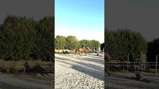 🐎Reprise de lobstacle avec un petit enchaînement  🐎 cheval chevalpassion equitation horse [upl. by Analahs]