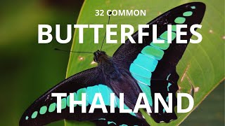 32 common butterflies of thailand butterfly animals thailand ผีเสื้อ [upl. by Ecyned]