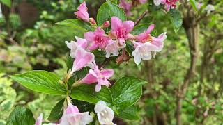 Weigela  leaves amp flowers  April 2024 [upl. by Akemhs]