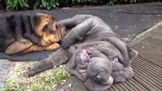 sharpei puppies playing [upl. by Rostand]