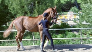 How to teach your horse to piaffe in hand [upl. by Chaney]