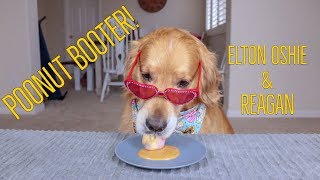 ASMR Dogs Try Food  Oshies World [upl. by Adnamas932]