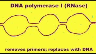 GENETICS 2 DNA REPLICATION RNASE LIGASE [upl. by Noiram]