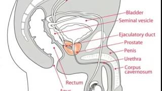 What is Sperm [upl. by Chiou980]