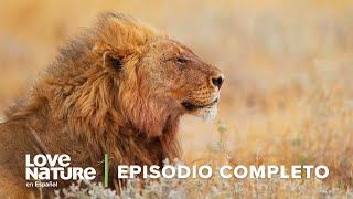 El Rey INVISIBLE de la Sabana Africana 🐕 Vida CALUROSA en África 🥵 EP 5 🍃 Love Nature [upl. by Arvin952]