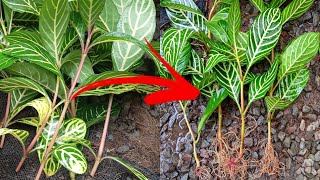 zebra plant  Aphelandra  Tips memperbanyak dan merawat dengan cara yang termudah [upl. by Ettenan]