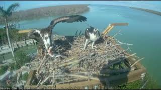 Captiva Island Osprey Cam Florida USA January 30 2023 2 [upl. by Amadeus]