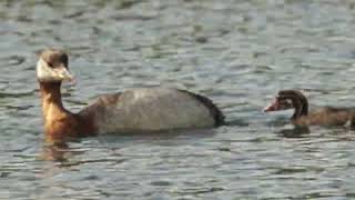 Baby Rednecked Grebe learning to dive for the first time [upl. by Burl]