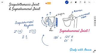 Scapulothoracic Joint  Suprahumeral joint amp Impingement syndrome  Scapulohumeral rhythm [upl. by Far]