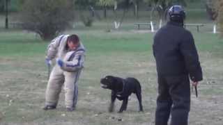 Cane Corso AttackAgitation Training [upl. by Kcirrag]