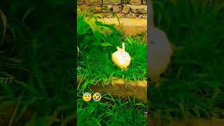 Ma ho kalo kalia funny short by bird lover sa please subscribe like [upl. by Sucramd542]