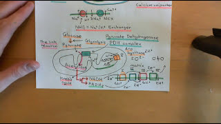 Calcium Signalling Part 10 [upl. by Onirefez]