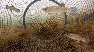 Catching Fish from Inside a Minnow Trap POV under ice [upl. by Templeton]