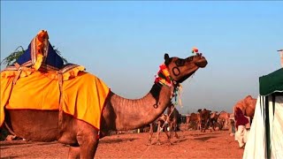 Ouverture de la foire aux chameaux de Pushkar en Inde [upl. by Asiaj]