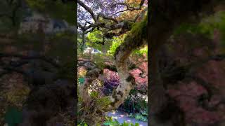 One of my favorite Japanese laceleaf maples to prune in Seattle Washington [upl. by Eillil]