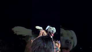 Dog Wearing Ear Muffs Vibes With Owner at Blink182 Concert [upl. by Egidio]